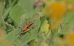 Anonconotus occidentalis