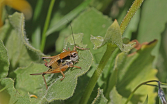 Anonconotus occidentalis