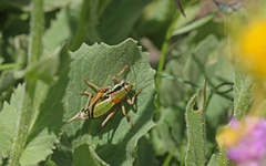 Anonconotus occidentalis