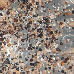 Glomeromycota