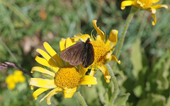 Erebia pluto