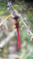 Sympetrum