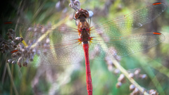 Sympetrum