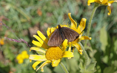 Erebia pluto