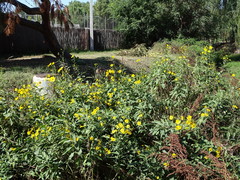 Helianthus tuberosus