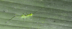 Phlugis virens