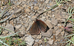 Erebia pluto