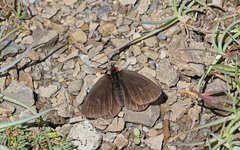 Erebia pluto