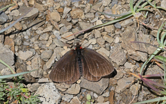 Erebia pluto