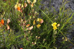 Aspalathus linguiloba