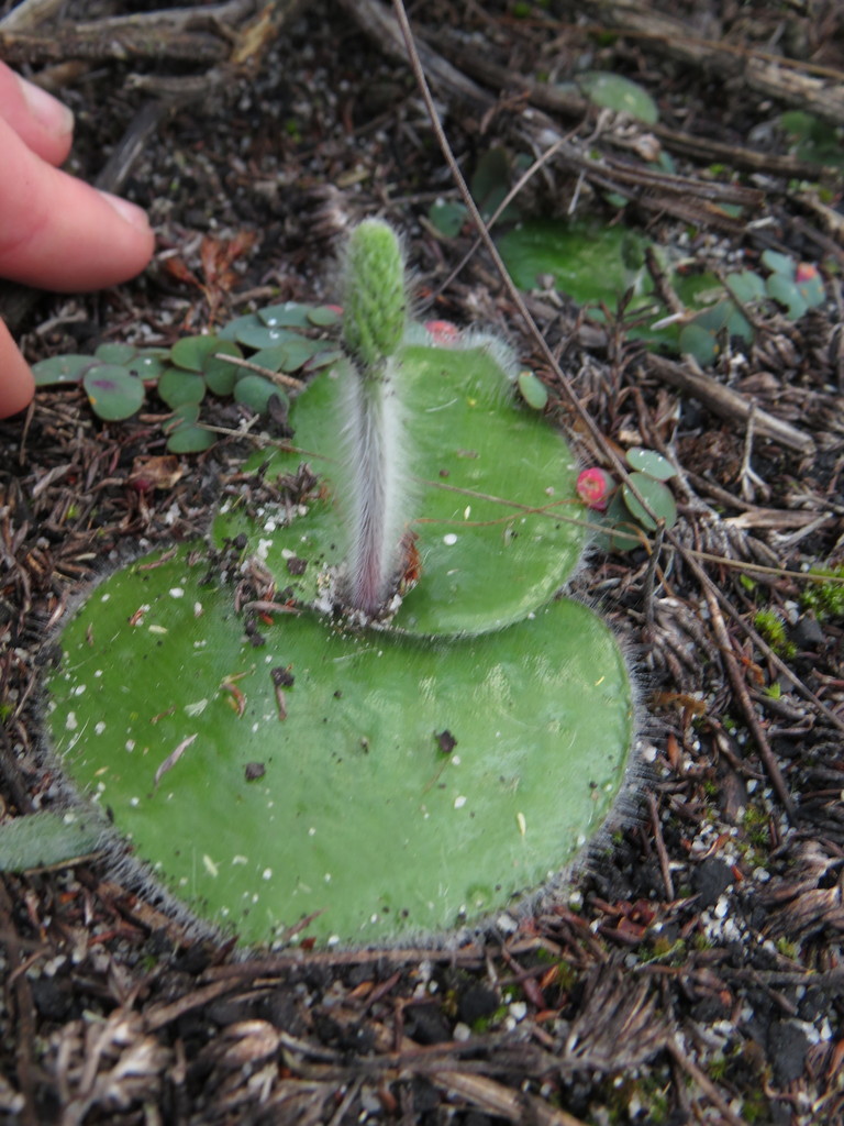 Holothrix villosa
