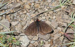 Erebia pluto
