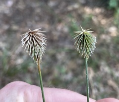 Cyperus plukenetii