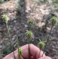 Cyperus plukenetii