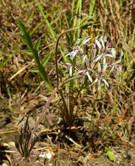Pelargonium auritum carneum