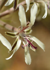 Pelargonium auritum carneum