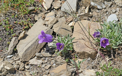 Campanula alpestris