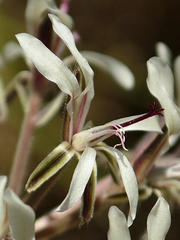 Pelargonium auritum carneum