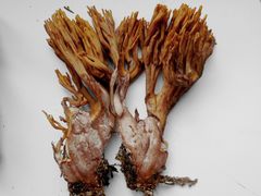 Ramaria testaceoflava