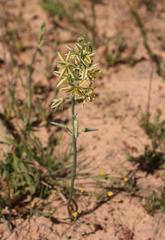 Albuca sabulosa