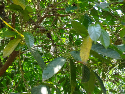 Image of Aporosa cardiosperma by no rights reserved