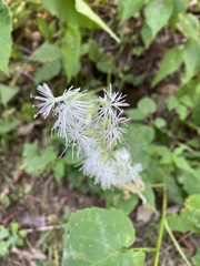 Silene ovata