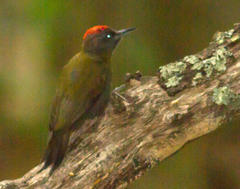 Olive Woodpecker photo 3