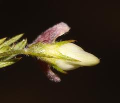 Aspalathus bracteata