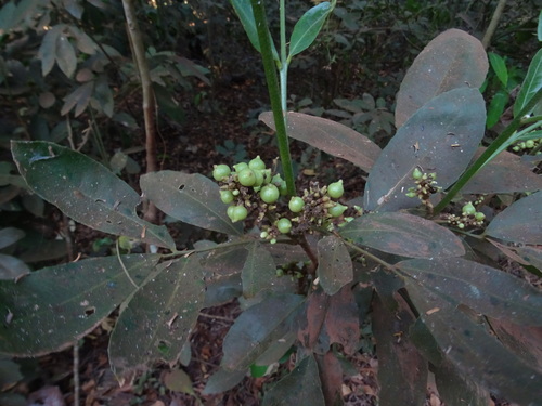 Image of Glycosmis pentaphylla by no rights reserved