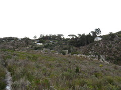 Widdringtonia nodiflora