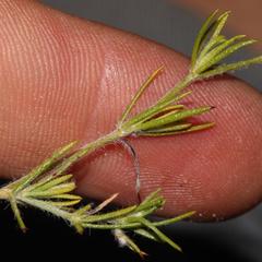 Aspalathus bracteata