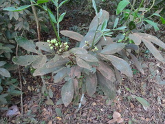 Glycosmis pentaphylla