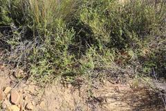 Aspalathus bracteata