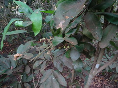 Glycosmis pentaphylla