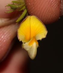 Aspalathus bracteata