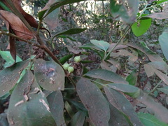 Glycosmis pentaphylla