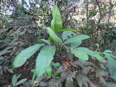 Glycosmis pentaphylla