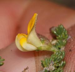 Aspalathus brevicarpa