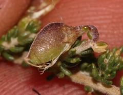 Aspalathus brevicarpa