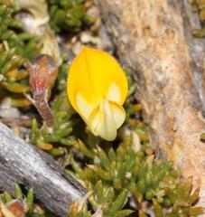 Aspalathus brevicarpa