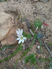 Tristagma bivalve