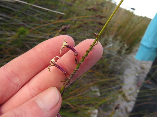 Image of Cyphia zeyheriana by (c) Jeremy Gilmore, some rights reserved (CC BY)