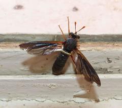 Mydaselpis