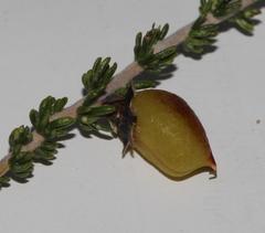 Aspalathus costulata