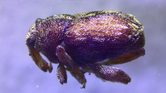 Hypurus bertrandi
