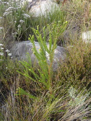 Phylica excelsa papillosa