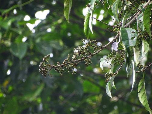 Image of Aporosa cardiosperma by no rights reserved