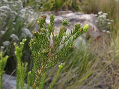 Phylica excelsa papillosa