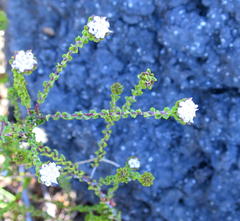 Phylica debilis
