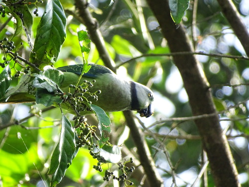 Image of Aporosa cardiosperma by no rights reserved